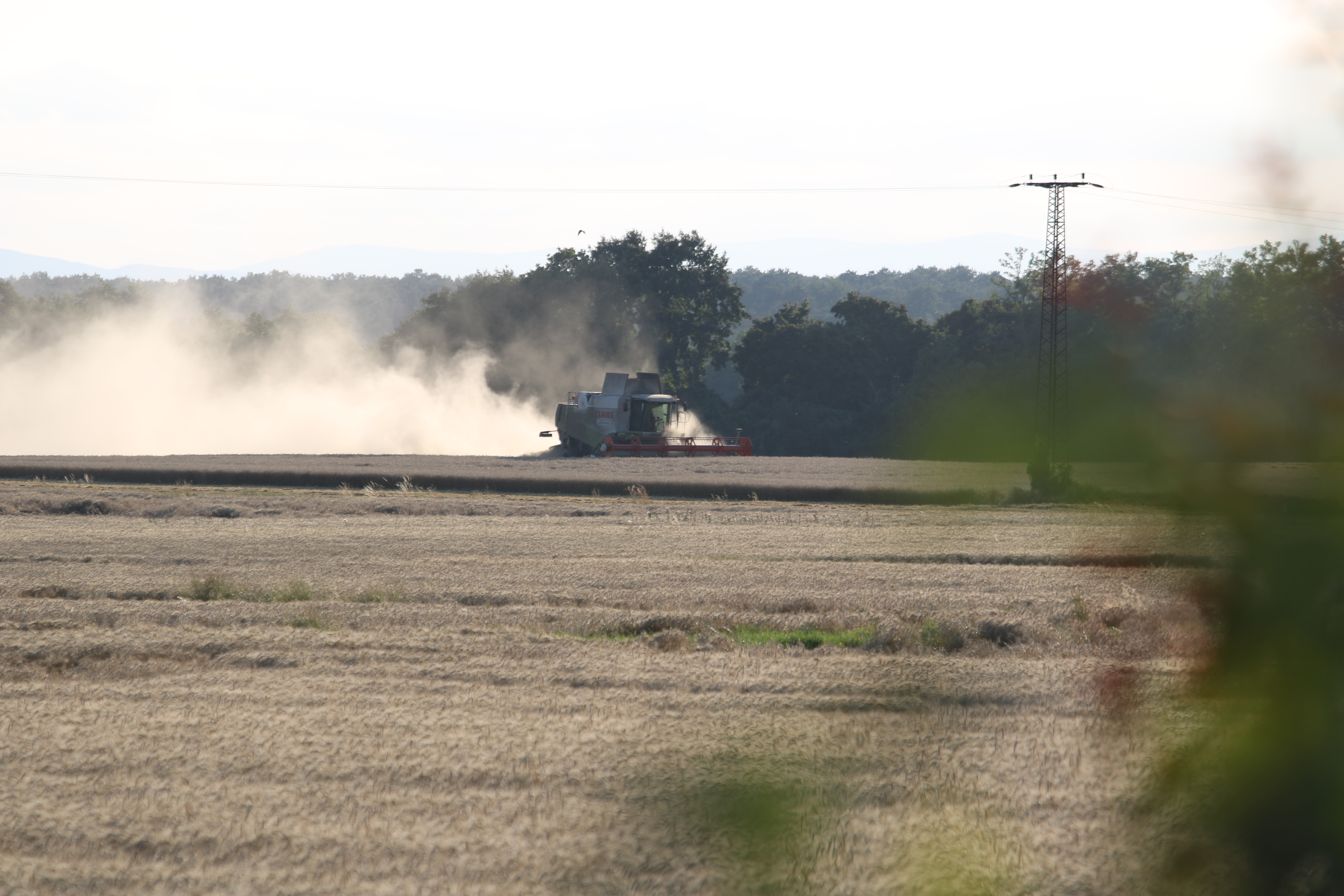 Gosztomné Varga Mónika - Žetva-aratás